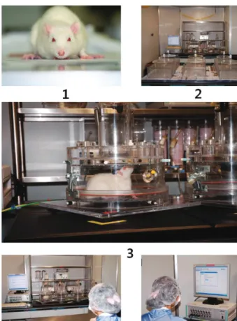 Fig 2. The process how to performed respiratory function- function-al test in rats   