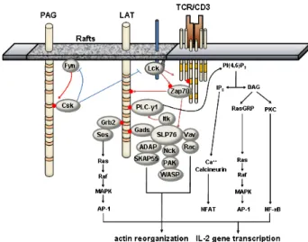 Figure 1. Signaling pathways mediated by LAT. Upon TCR engage- engage-ment, Src-family kinase, Lck, is activated and phosphorylates the  tyrosine residues within ITAM motifs on CD3γ/ε/ζ  chains
