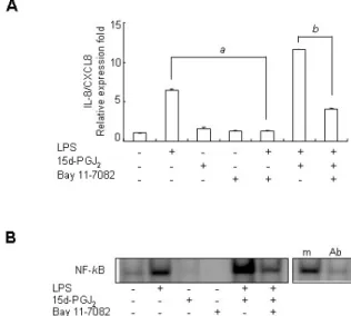 Figure 3. Upregulatory effect of 15d-PGJ 2  on LPS-induced IL-8/CXCL8 mRNA expression is dependent on NF-κB activation in SHR VSMCs.