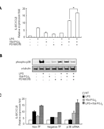 Figure 5. Blocking of p38 phosphorylation increased the expression of  15d-PGJ 2 /LPS-induced IL-8/CXCL8 mRNA expression in SHR VSMCs