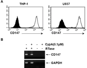 Figure 3. The stimulation of CD147 induced the expression of MMP-9 in THP-1 cells. (A) THP-1 cells were stimulated with anti-CD147 mAb or isotype-matching mouse IgG (mIgG) that had been immobilized at indicated concentrations