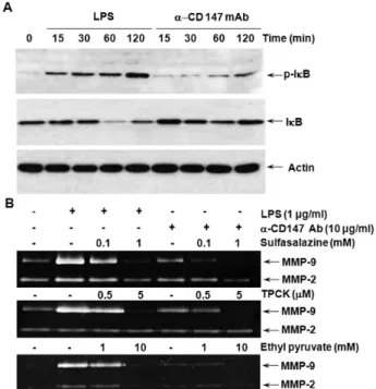Figure 4. The stimulation of CD147 induces nuclear translocation of  NF-κB p65 and p50 subunits