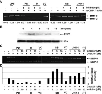 Figure 6. The activation of ERK is involved in the CD147-induced  expression of MMP-9 and suppression of p38 and JNK activity  augments the MMP-9 expression