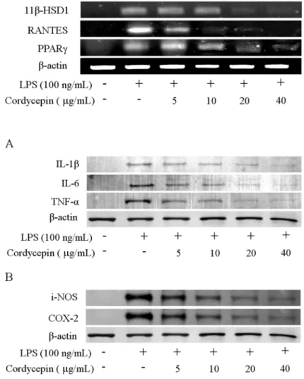 Figure 3. Effect of cordycepin on the expression of T2D regulating genes in RAW 264.7 cells