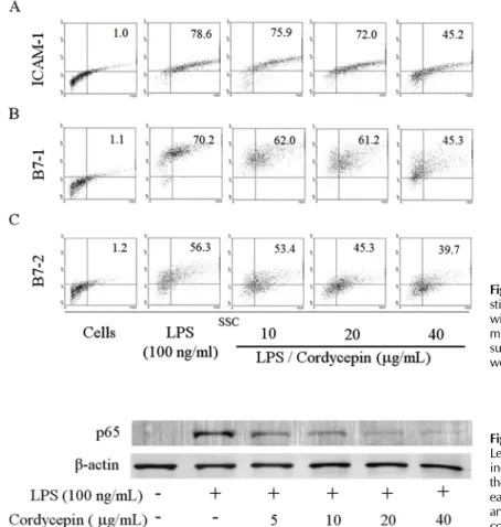 Figure 5. Effects of cordycepin on the expression co-  stimulatory molecule. RAW 264.7 cells were cultured  with various concentrations of cordycepin (10, 20, 40μg/