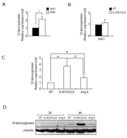 Figure 1. IL-8/CXCL8 increases 12-LO mRNA expre- expre-ssion and protein production in SHR VSMC