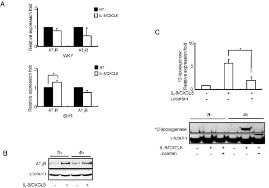 Figure 2. IL-8/CXCL8 increases AT 1  receptor expression in SHR VSMC, and IL-8/CXCL8-induced expression of 12-LO mRNA is mediated through  the AT 1  receptor