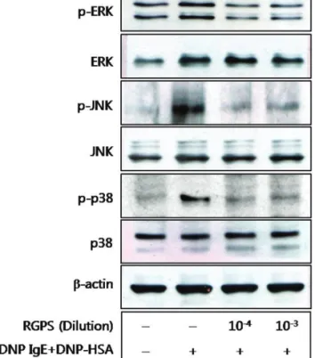Fig. 5. Effects of RGPS on the phospholyation of ERK, JNK, and p38 in antigen-stimulated-RBL-2H3 cells