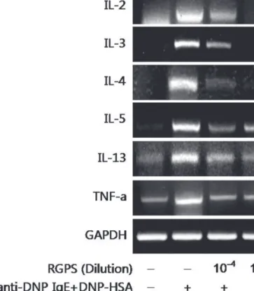 Fig. 4. Effects of RGPS on the mRNA expression of cytokines in antigen-stimulated-RBL-2H3 cells