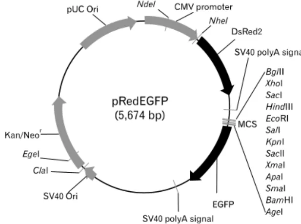 Figure 1. Construction of the dual reporter vector, pRedEGFP. The  CMV promoter-driven DsRed gene, which is expressed constitutively in most mammalian cells, and the promoter-less EGFP gene are  delineated within a single vector