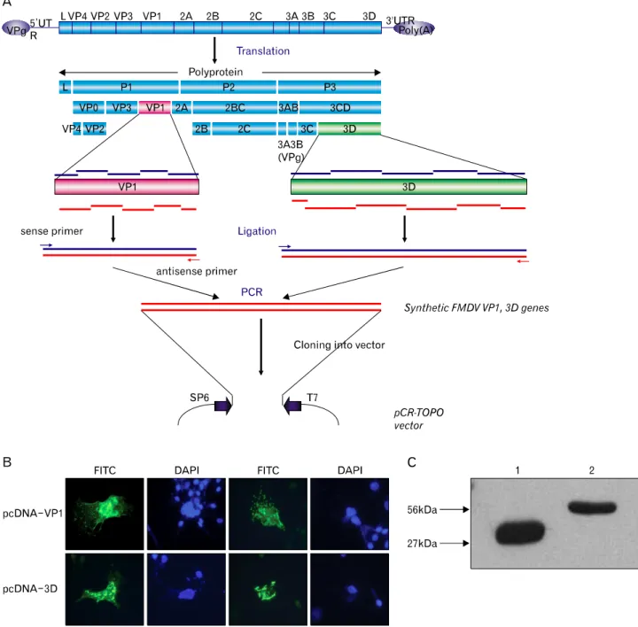 Figure 1. FMDV type-O VP1, 3D cloning strategy and in vitro protein expression. FMDV VP1 (0.6 Kb) and 3D (1.4 Kb) PCR products were  subcloned into pcDNA3.1V5/His mammalian expression vector and pET bacterial expression vector