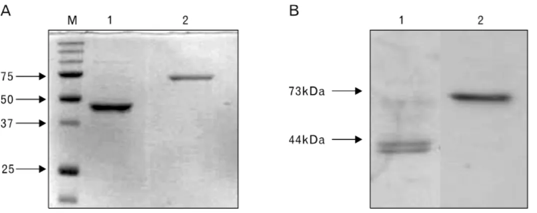Figure 2. Purification of recombi- recombi-nant VP1 and 3D proteins, and  bio-logical activity of B cell epitope  peptide polyclonal Ab