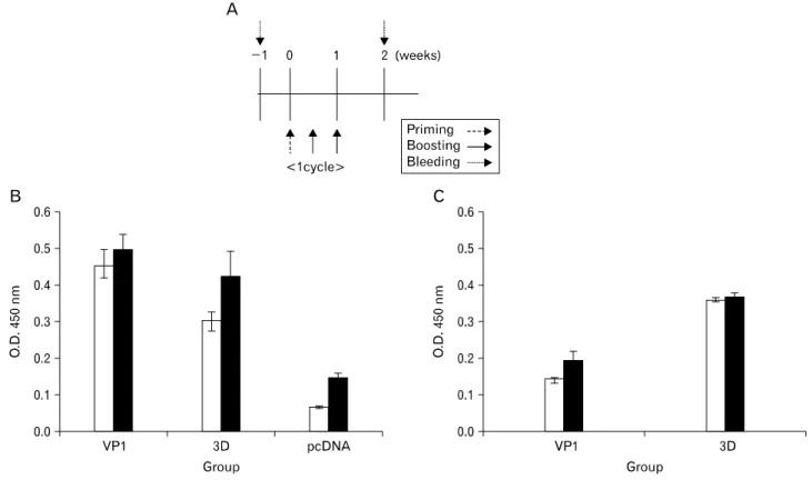 Figure 3. Humoral immune responses in DNA vaccine-immunized mice. (A) In vivo DNA immunization scheme (B) The antigen-specific serum IgG responses in Balb/c mice after co-immunization with pcDNA-VP1 and pcDNA-3D at two different time points (□ 2 wks p.i., 