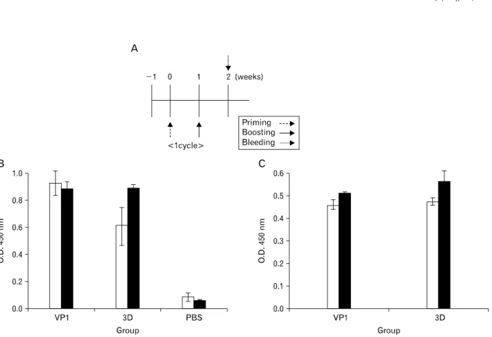 Figure 5. Cellular immune response in DNA vaccine-immunized mice.