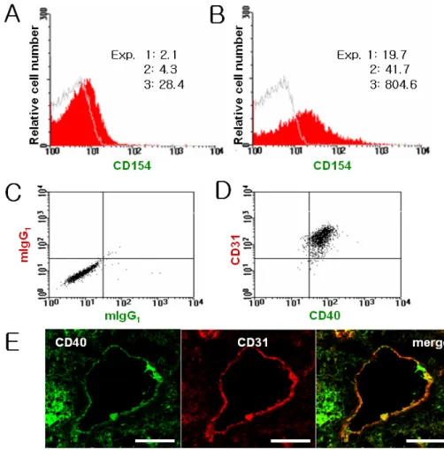 Figure 1. Platelets and endothelial cells express CD154 and CD40, respectively.