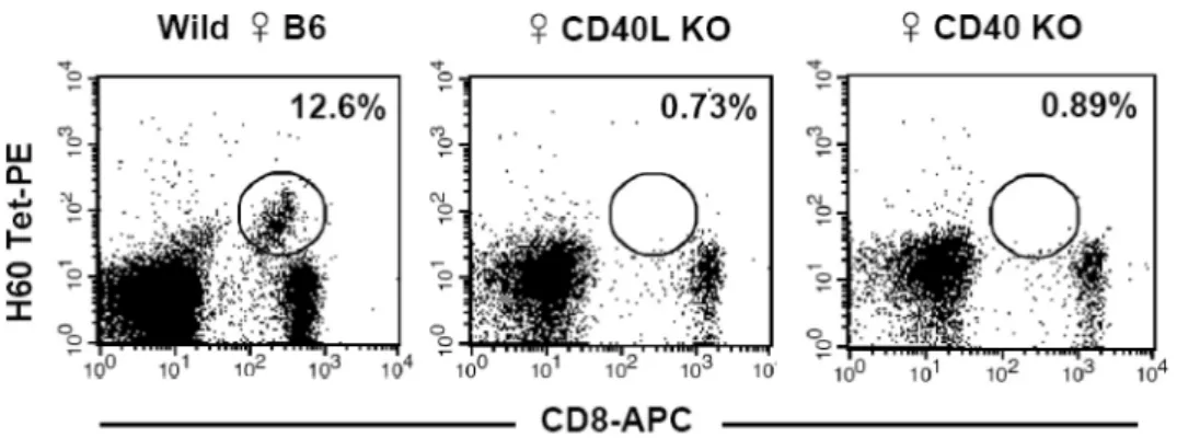 Figure  1.  Primary  CD8  T  cell  response  in  CD40-deficient  and  CD40L-deficient  mice