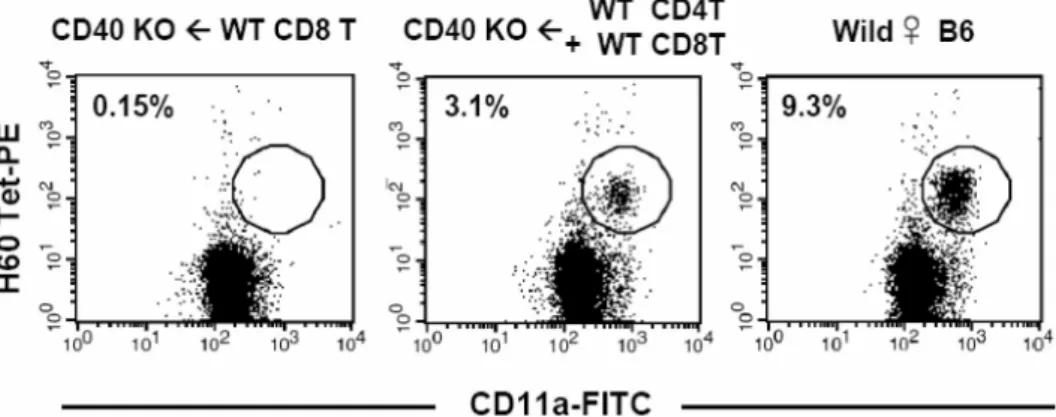 Figure  2.  Induction  of  primary  CD8  T  cell  response  in  the  CD40-deficient  mice  that  were  adoptively  transferred  with  normal  CD4  or  CD8  T  cells