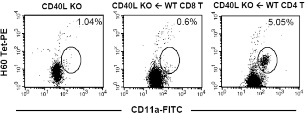 Figure  3.  Primary  CD8  T  cell  response  in  CD40L-deficient  mice  that  were  adoptively  transferred  with  normal  CD4  or  CD8  T  cells