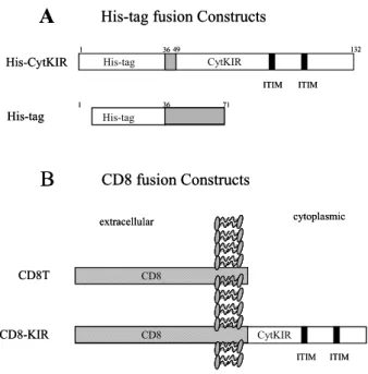 Figure 1. His-tag and CD8 fusion protein constructs. (A) The His-CytKIR construct encodes a His-tag fusion protein of the cytoplasmic tail of a p70 KIR (NKB1)