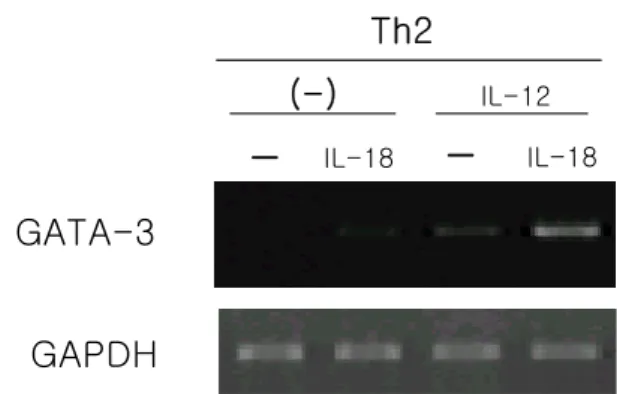 Figure 7. GATA-3 mRNA expression induced by IL-18 in IL-12 treated Th2 cells. Th2 committed cells were cultured with 500  pg/ml of IL-12 for 2 days