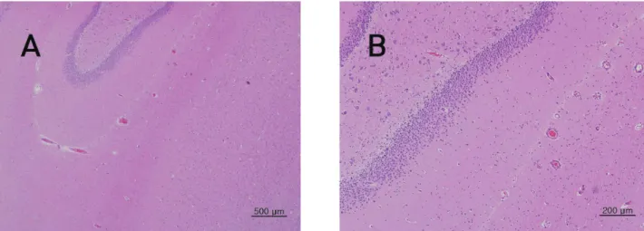 Fig.  4 The tissue of brain from single dose toxic test of Sweet Bee Venom in Beagle dogs