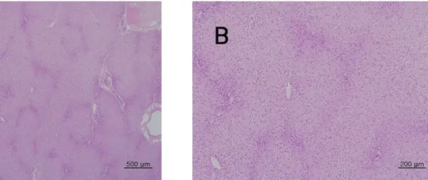 Fig. 5 The tissue of liver from single dose toxic test of Sweet Bee Venom in Beagle dogs