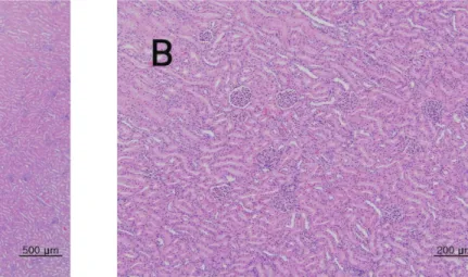Fig. 8 The tissue of spinal cord from single dose toxic test of Sweet Bee Venom in Beagle dogs