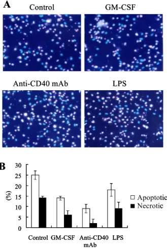 Figure 3. Western blot analysis confirmed the expression of  galectin-3 in DCs. Cell lysates were loaded and blotted on  nitrocellulose membrane