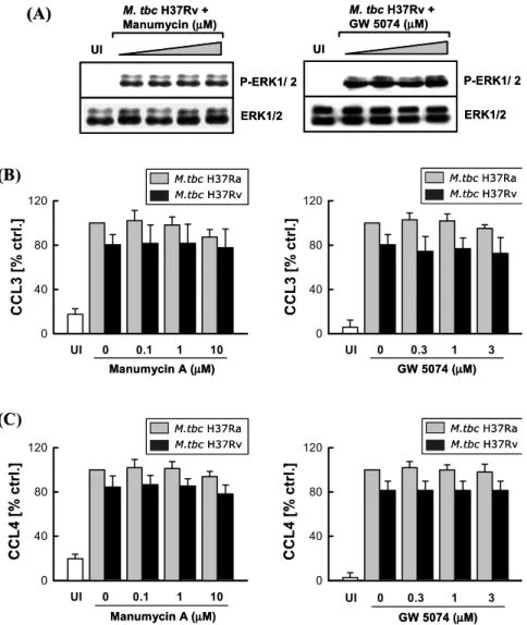 Figure 4. Effects of specific Ras or Raf-1 inhibitor on M. tbc-mediated ERK-1 phosphorylation, and CCL3 and CCL4 production.
