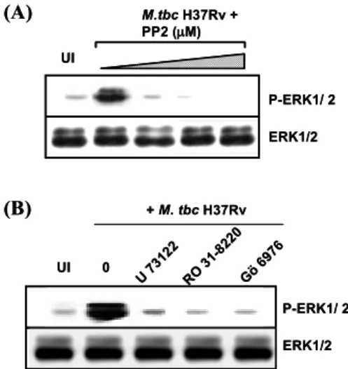 Fig.  4B  및 C에서 보는 바와 같이 Ras  억제제인 manumycin 과 Raf-1  억제제인 GW5074를 농도별로 사람 단핵구에  전처리한 후 결핵균 감염에 의한 CCL3  및 CCL4의 생성 을 억제제를 전처리하지 않은 대조군과 비교한 결과,  서 로 유의한 변화를 관찰할 수 없었다