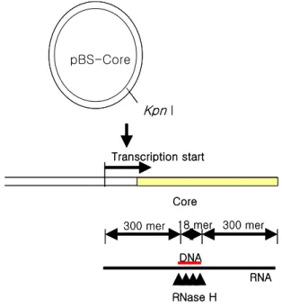 Figure 1. Method of RNA-DNA hybrid synthesis for RNase H enzyme assay. pBS-Core was pBluescript with HBV core gene