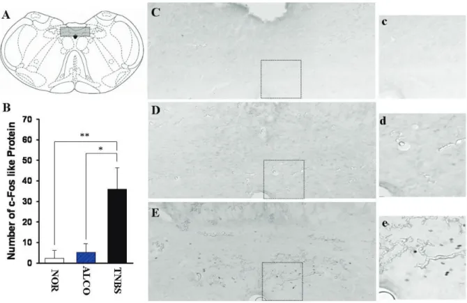 Figure 3. Schematized map illustrating the nucleus of solitary tract and the representative expression of c-Fos like pro- pro-tein 24 hours after TNBS-induced inflammation of the colon