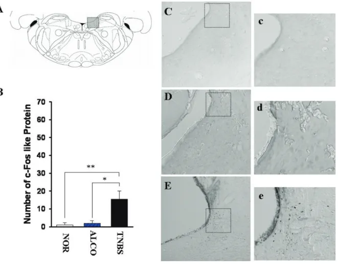 Figure 4. Schematized map illustrating the locus coeruleus (LC) and the representative expression of c-Fos like protein 24  hours  after  TNBS-induced  inflammation  of  the  colon