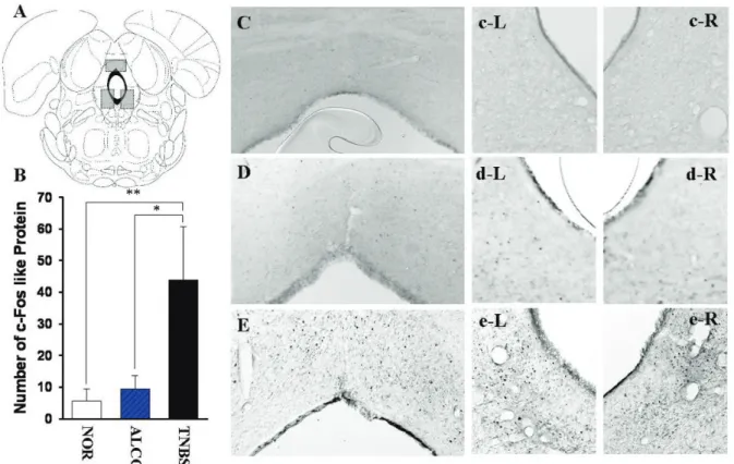 Figure 5. Schematized  map  illustrating  the  periaqueductal  gray  (PAG)  and  the  representative  expression  of  c-Fos  like protein  24 hours after TNBS-induced inflammation of the colon