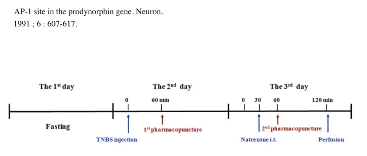 Figure 1. Schematic draws to show the experimental schedule.