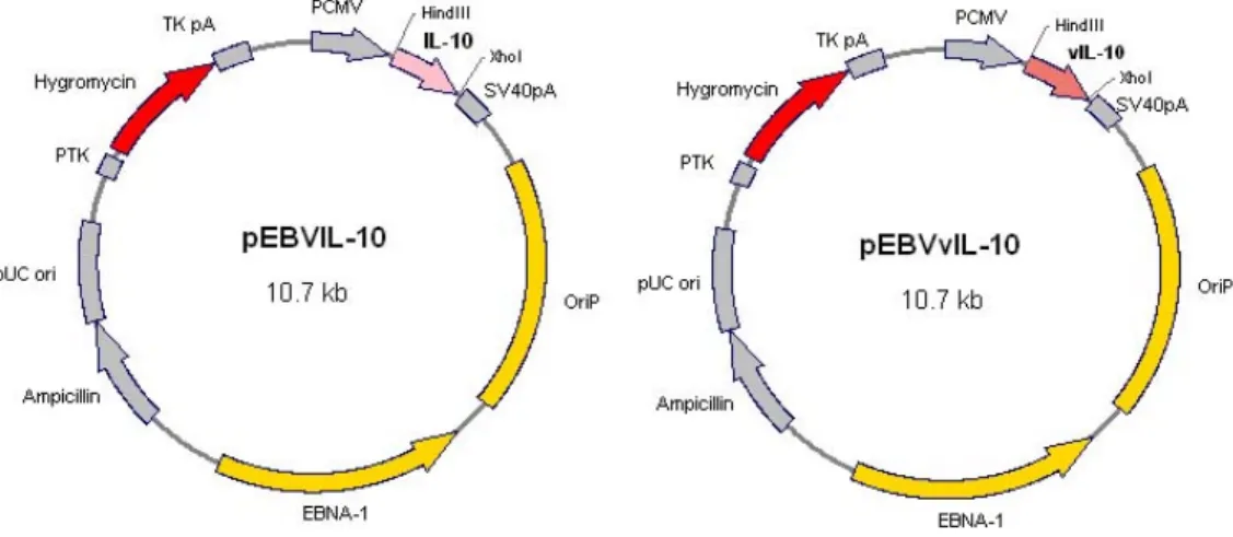 Figure 1. Schematic representation of pEBVIL-10 and pEBVvIL-10. All EBV-based plasmids contain nuclear antigen-1 (EBNA-1) and the origin of EBV replication (OriP)