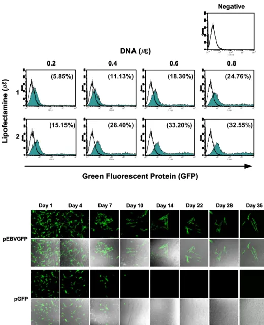 Figure 2. FACS analysis quan- quan-tifying GFP expression in HIG-  82 cells. Analysis of GFP  expres-sion was carried out 24 h after  transfection by PI staining