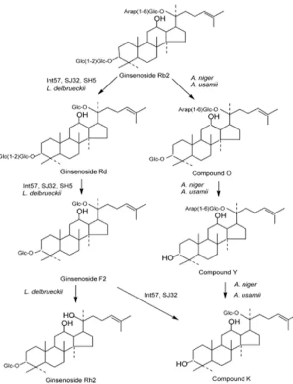 Fig. 12 Proposed Transformation Pathways of Rb 2 by Cell-Extracts from Various Food Microorganisms
