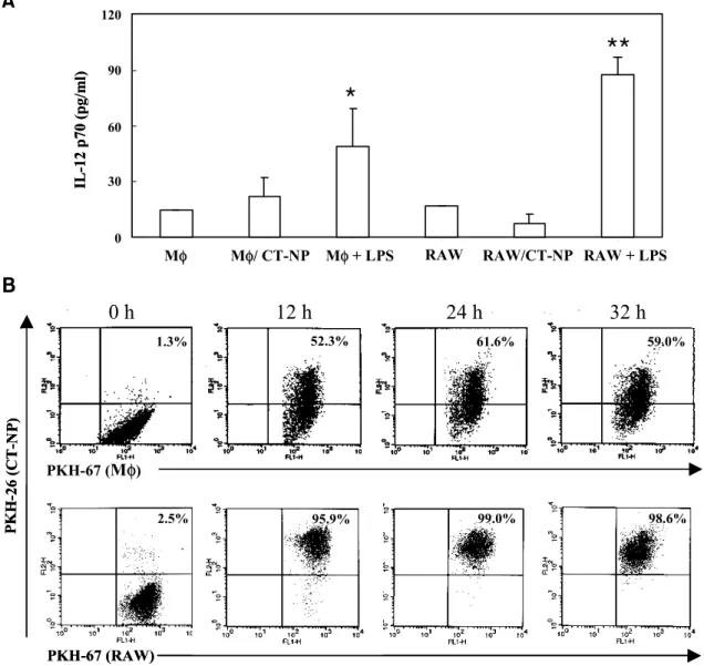 Figure 3. Peritoneal macrophages and RAW cells efficiently phagocytose necrotic tumor cells, but they are not active in producing  IL-12