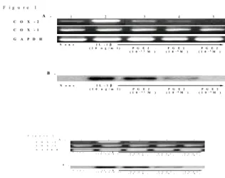 Figure 1. Repression of IL-1β-induced cyclooxygenase 2 ex- pression by prostaglandin E2 (PGE2)