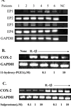 Figure 2. Effect of NS-398 on PGE2-mediated COX-2 regula- regula-tion. (A) Dose dependent decrease in the COX-2 mRNA by  NS-398