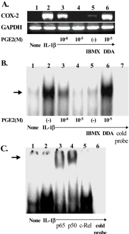 Figure 4. IL-10 dependency of PGE2-mediated COX-2 suppre- suppre-ssion. FLS were cultured with 10 -5  M of PGE2 in the presence or absence of neutralizing antibodies (Abs) to IL-10
