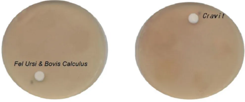 Fig. 6. MIC of Fel Ursi &amp; Bovis Calculus Pharmacopuncture Solutions and cravit on Cand- Cand-ida albicans