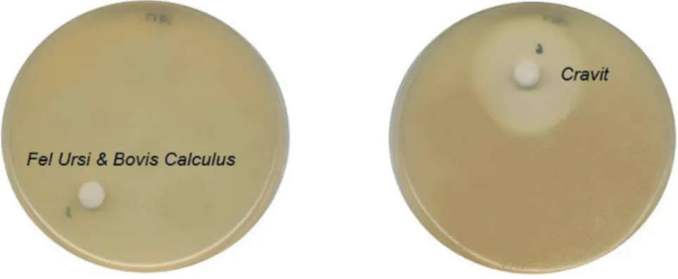 Fig. 2. MIC  of Fel  Ursi  &amp;  Bovis  Calculus Pharmacopuncture  Solutions  and  cravit  on Staphylococcus  epidermidis