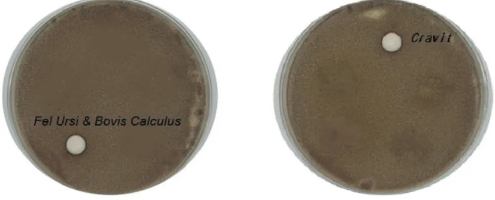 Fig. 4. MIC of Fel Ursi &amp; Bovis Calculus Pharmacopuncture Solutions and cravit on Asp- Asp-ergillus  niger