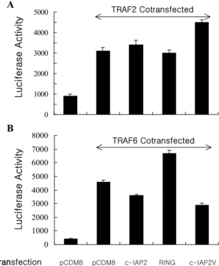 Figure  3.  Overexpressed  c-IAP2V  inhibits  NIK-induced  NF-κB  activation.  HEK293  cells  were  transiently  transfected  with  0.1μg  of  kB-Luc  reporter  construct  together  with  0.1μg  of  NIK,  0.4μg  of  c-IAP2,  RING  and  c-IAP2V