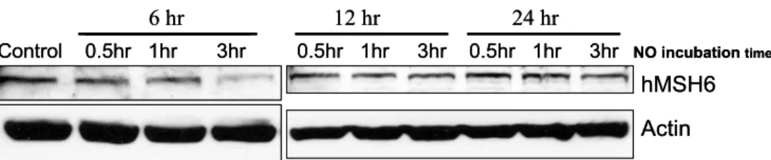 Figure  6.  Kinetics  of  hMSH6  regulation  by  NO.  RA  FLS  were  treated  with  1  mM  SNAP  for  0.5 ～3  hr  and  then  analyzed  hMSH6  over  24  hr