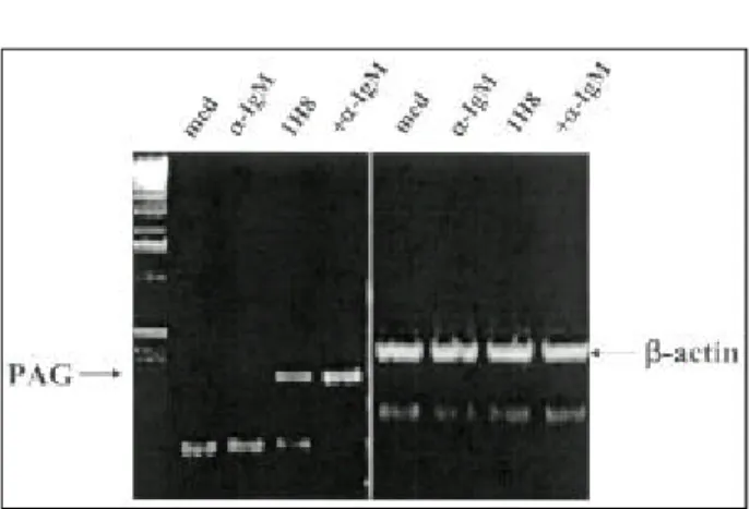 Fig . 8 . Effe cts of 1H8 on the phos phorylat ion of s e- e-ve ra l prote ins of U266 ce lls 
