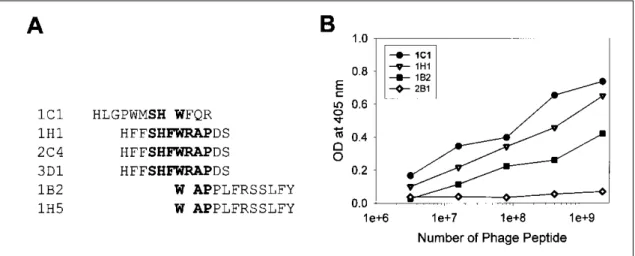 Fig . 2 . S pe c ific ity of p ha g e pe pt id e s . (A) P ha g e pe pt id e s e q ue nc e s a re d et e rm ine d 