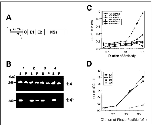 Fig . 3 . De te ct io n of HCV pa rt ic le s us ing p ha g e pe pt id e s . (A) Dia g ra m of s t ra te gy fo r a m p lific a t io n of 5 'UT R of HCV R NA g e no m e us ing ne s te d p rime rs 